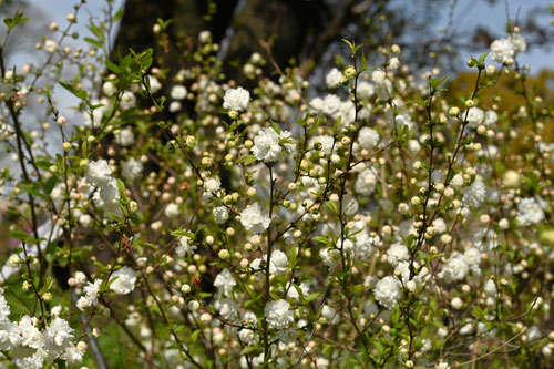 にわざくら,ニワザクラ,庭桜の木