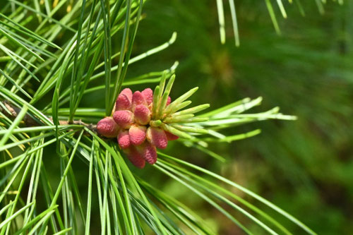 チョウセンゴヨウの木の花
