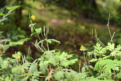 草の王,植物