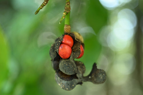 seedd of Kobushi magnolia