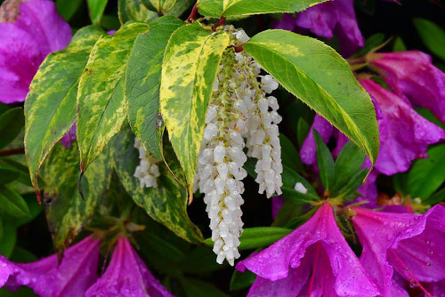 Dog hobble,flower