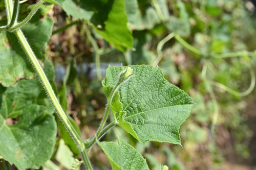 ひょうたん,瓢箪の蕾,ヒョウタン