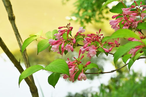 たにうつぎ,谷空木,開花期間