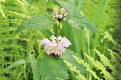 踊り子草,オドリコソウの花,おどりこそう