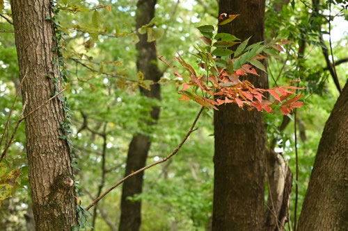 やまうるし,ヤマウルシの木,山漆の木