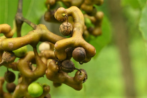 Japanese raisin tree
