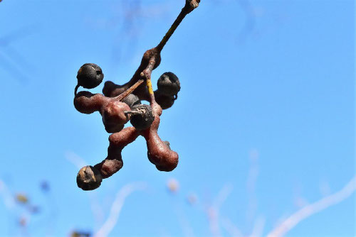 ケンポナシ,Japanese raisin tree,fruits