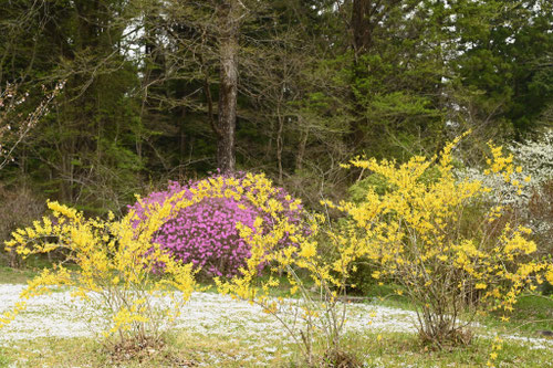 レンギョウの花,れんぎょう,連翹,庭木図鑑