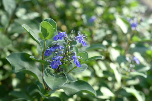 Round leaf chaste tree　