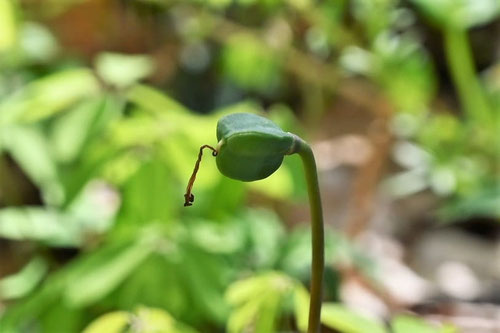 カタクリの花,種子,かたくり,片栗の実