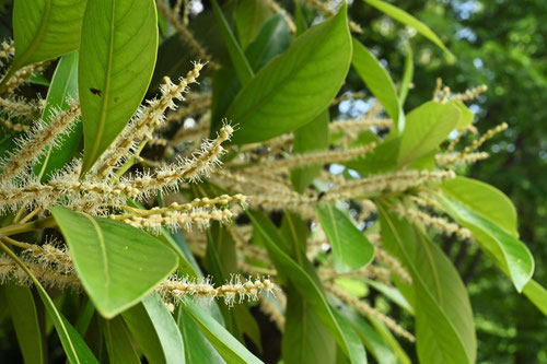 matebashii tree