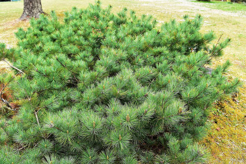 siberian creeping pine,picture
