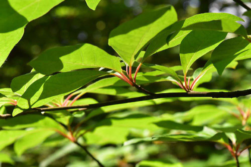 Spicebush,leaf,picture