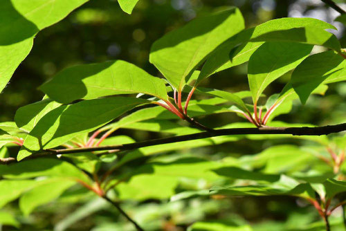クロモジ,Spicebush,leaf,picture