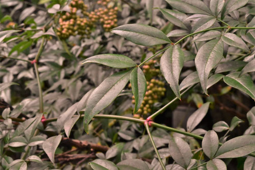 南天の木,なんてん,葉っぱ,ナンテン