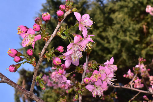 ヒマラヤザクラ,ひまらや桜,樹木