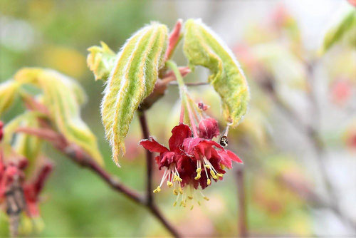 ハウチワカエデの花　画像