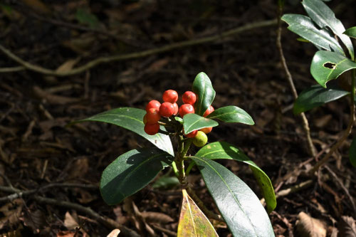 ミカン科の常緑樹