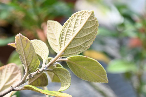 こむらさき,植物