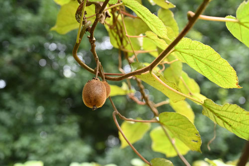 Kiwi fruits,picture