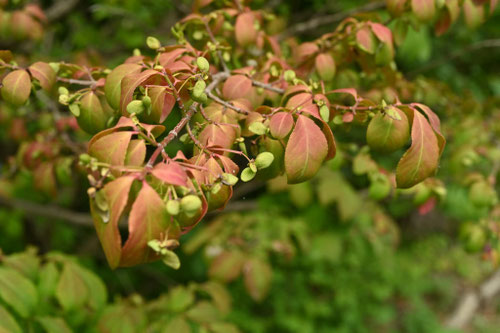 小真弓の木,コマユミ