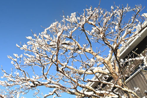 花水木の木,ハナミズキ,雪