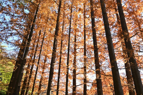 メタセコイア,めたせこいあ,植物