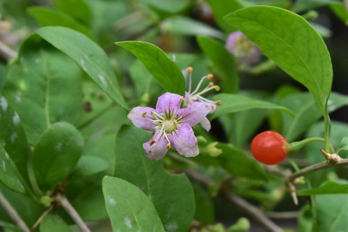 くこの花,植物