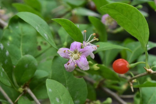 クコの木,くこの花,植物