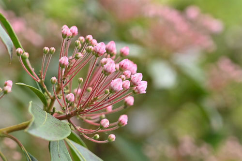 カルミア,Calico bush,かるみあ