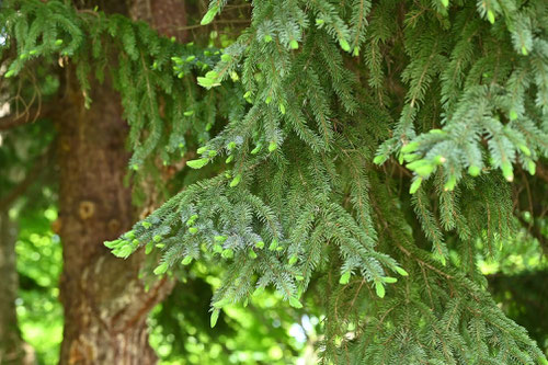 Sakhalin spruce,アカエゾマツ