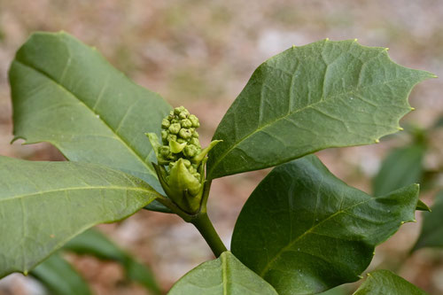 ひめあおき,植物
