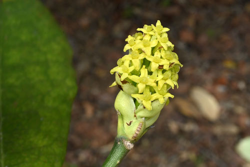 がびあおき,植物