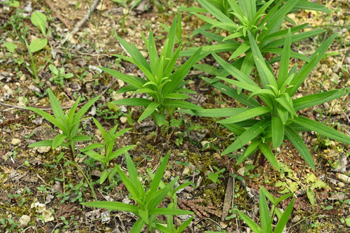 タヌキマメ,植物