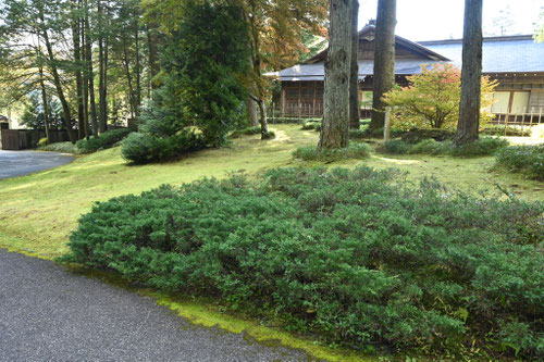 ハイビャクシン