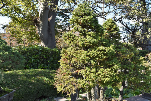 えぞあかまつ,bonsai