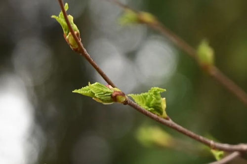 シラカンバの木,新芽,白樺