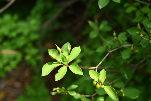 ドウダンツツジ,どうだんつつじ,植木