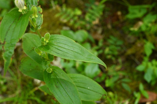 杜鵑,植物,ほととぎす