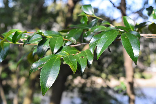 サカキの木,さかき,榊の種類の見分け方