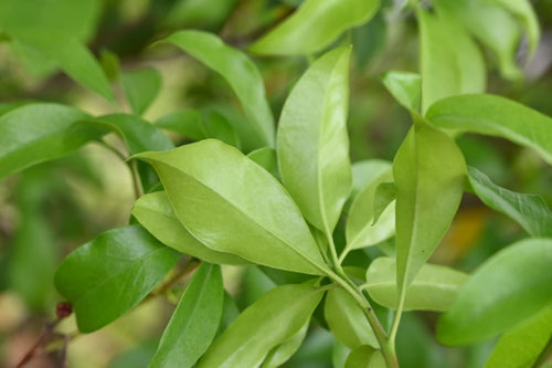 カルミアの木,Calico bush