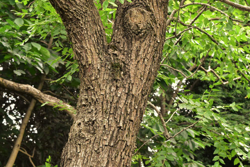 Jujube,tree,picture