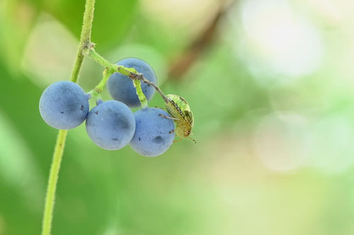 カミエビの実,あおつづらふじ