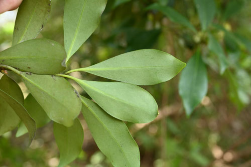シキミ,樒の木,特徴