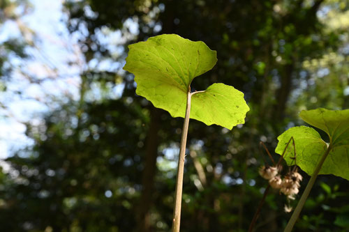 つわぶき,特徴,ツワブキ