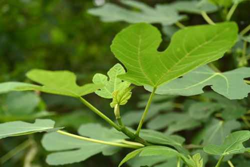 Fig tree