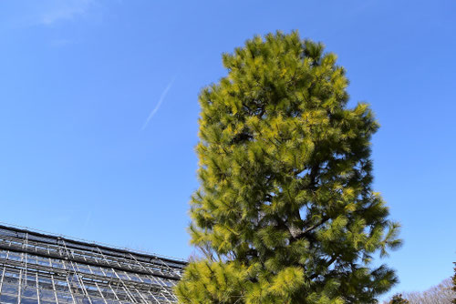 ダイオウショウ