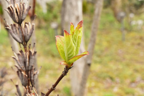 leaf of Japanese weigela