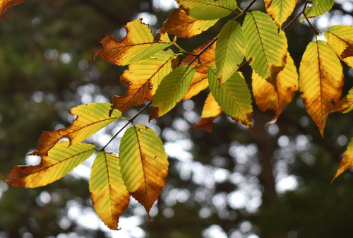 チドリノキの紅葉,ちどりのき