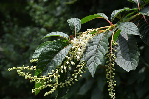 リョウブ（令法） - 庭木図鑑 植木ペディア